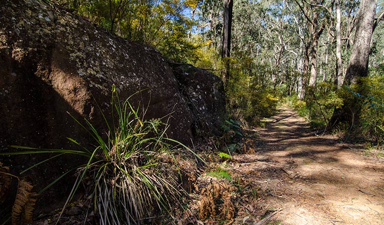 Starlight's trail, Nattai National Park. Photo: John Spencer &copy; OEH