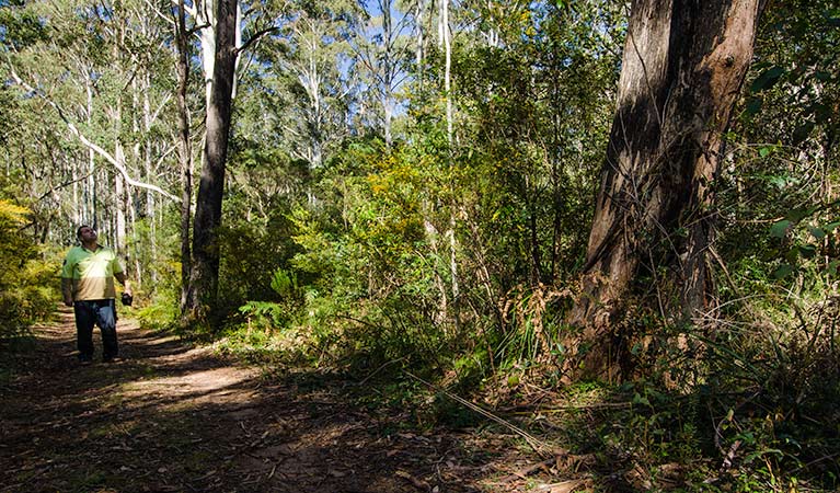 Starlight's trail, Nattai National Park. Photo: John Spencer &copy; OEH