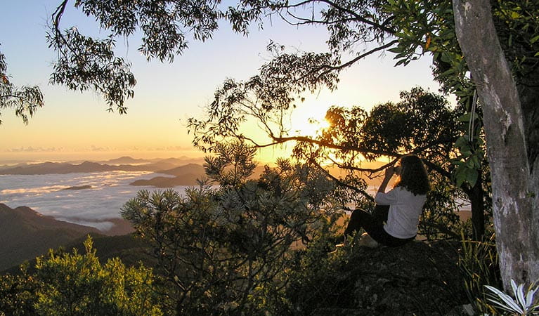 Banksia Point picnic area, New England National Park. Photo: R Webster