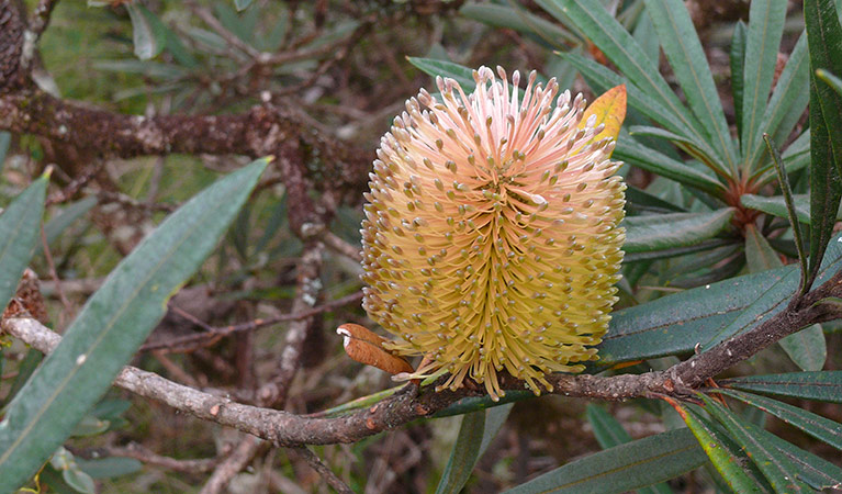 Banksia Point picnic area, New England National Park. Photo &copy; Helen Clark