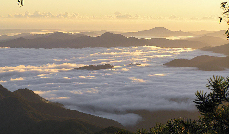 Banksia Point picnic area, New England National Park. Photo: R Webster