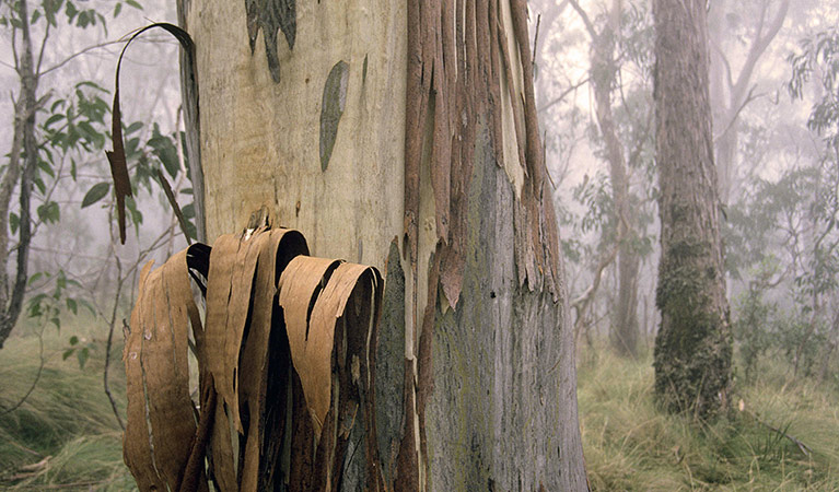 Berarngutta picnic area, New England National Park. C Fardell