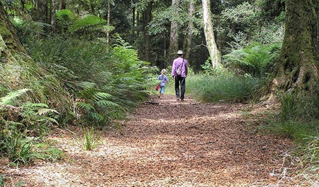 Cascades walking track, New England National Park. Photo: Barbara Webster