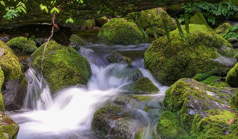 Cascades walking track, New England National Park. Photo: M Price