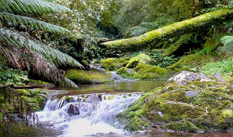 Cascades walking track, New England National Park. Photo &copy; Helen Clark 