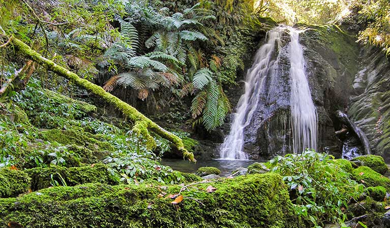 Cascades walking track, New England National Park. Photo: L Burke