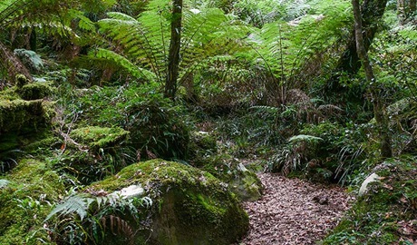 Lyrebird walking track, New England National Park. Photo &copy; Helen Clark