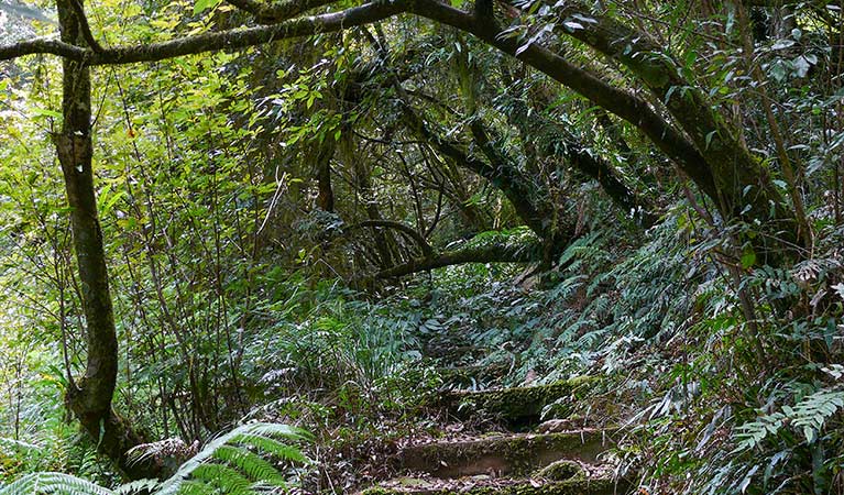 Lyrebird walking track, New England National Park. Photo &copy; Helen Clark