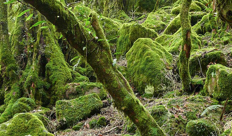 Lyrebird walking track, New England National Park. Photo &copy; Helen Clark