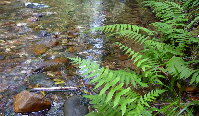 New England Wilderness walk, New England National Park. Photo &copy; Barbara Webster