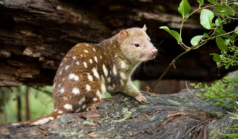 Spotted quoll, New England National Park. Photo: Jim Evans &copy; Jim Evans