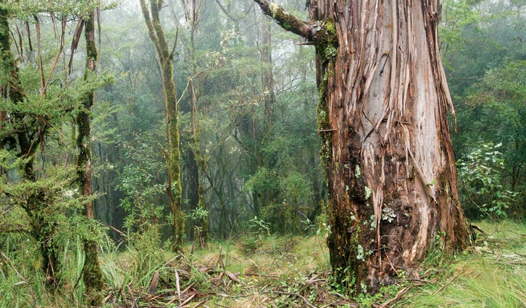 Point lookout walking track, New England National Park. Photo: Michael van Ewijk &copy; OEH