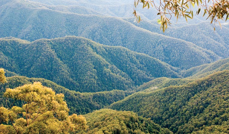 Point lookout walking track, New England National Park. Photo: Michael van Ewijk &copy; OEH