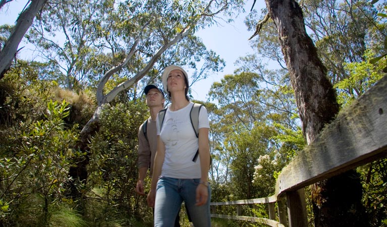 Point lookout, New England National Park. Photo: G Coles/NSW Government