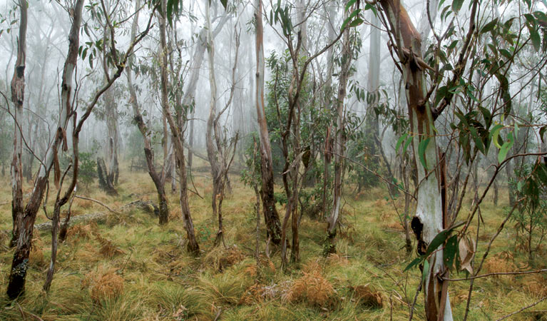 Point Lookout, New England National Park. Photo: Michael van Ewijk/NSW Government