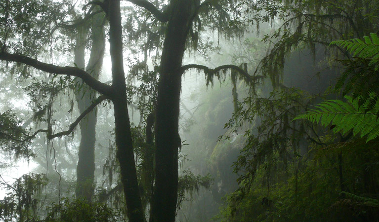 Beech Forest, Snow Gum walk, New England National Park. Photo &copy; Helen Clark