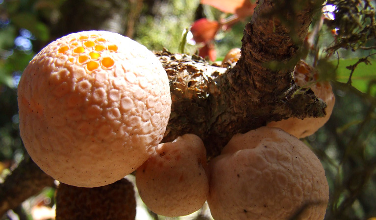 Snow Gum walk, fungus, New England National Park. Photo: M Dwyer &copy; DPE