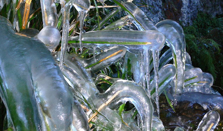 Snow Gum walk, ice,  New England National Park. Photo &copy; John Turbill