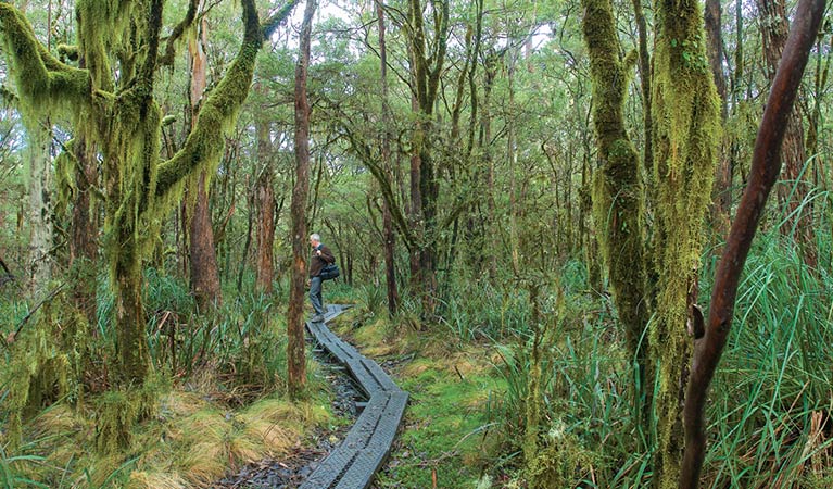 Tea Tree Falls walking track, New England National Park. Photo: Michael van Ewijk &copy; OEH