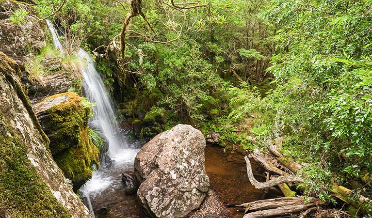 Tea Tree Falls walking track, New England National Park. Photo &copy; James Evans