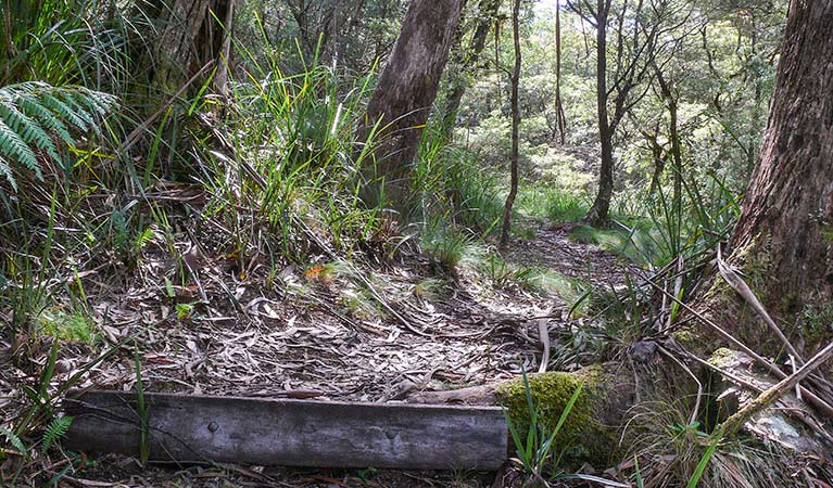 Tea Tree Falls walking track, New England National Park. Photo &copy; Helen Clark