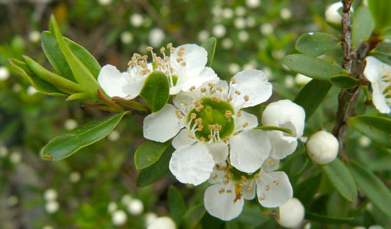 Thungutti campground, tea tree flower, New England National Park. Photo: Barbara Webster/NSW Government