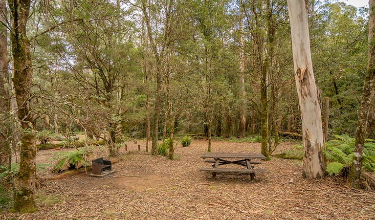 Thungutti campground in New England National Park. Photo: John Spencer/OEH
