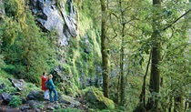 Weeping Rock walking track, New England National Park. Photo: Michael van Ewijk &copy; OEH