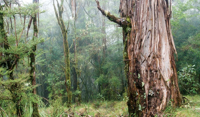 Wrights lookout, New England National Park. Photo: Michael van Ewijk/NSW Government