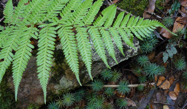 Wrights lookout, dawsonia moss and ferns, New England National Park. Photo: Barbara Webster/NSW Government