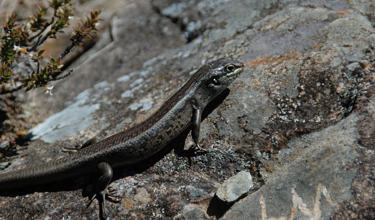 Wrights lookout, skink, New England National Park. Photo: Barbara Webster/NSW Government