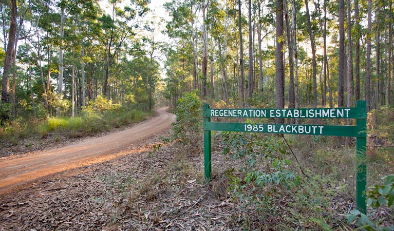 Tamban Forest drive, Ngambaa Nature Reserve. Photo: Robert Cleary &copy; DPIE