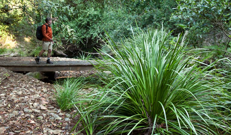 Walking track, Ngambaa Nature Reserve. Photo: Robert Cleary &copy; DPIE