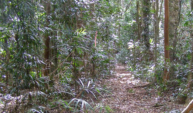 Big Scrub loop walking track, Nightcap National Park. Photo: Brian McLachlan &copy; DPIE