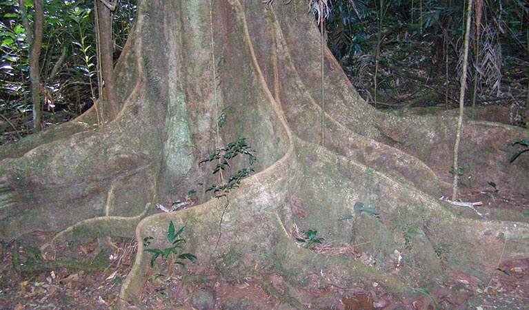 Buttress roots along Big Scrub loop walking track, Nightcap National Park. Photo: Brian McLachlan &copy; DPIE