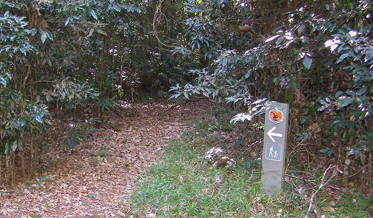 Big Scrub loop walking track, Nightcap National Park. Photo: Brian McLachlan &copy; DPIE