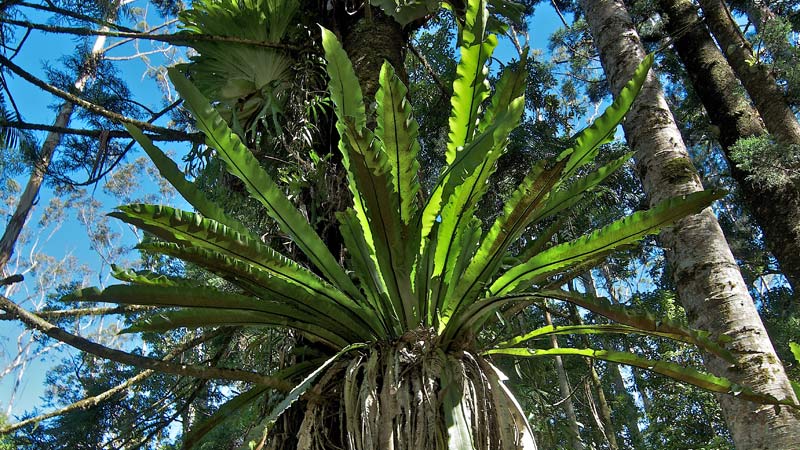 Fern, Nightcap National Park. Photo: John Spencer