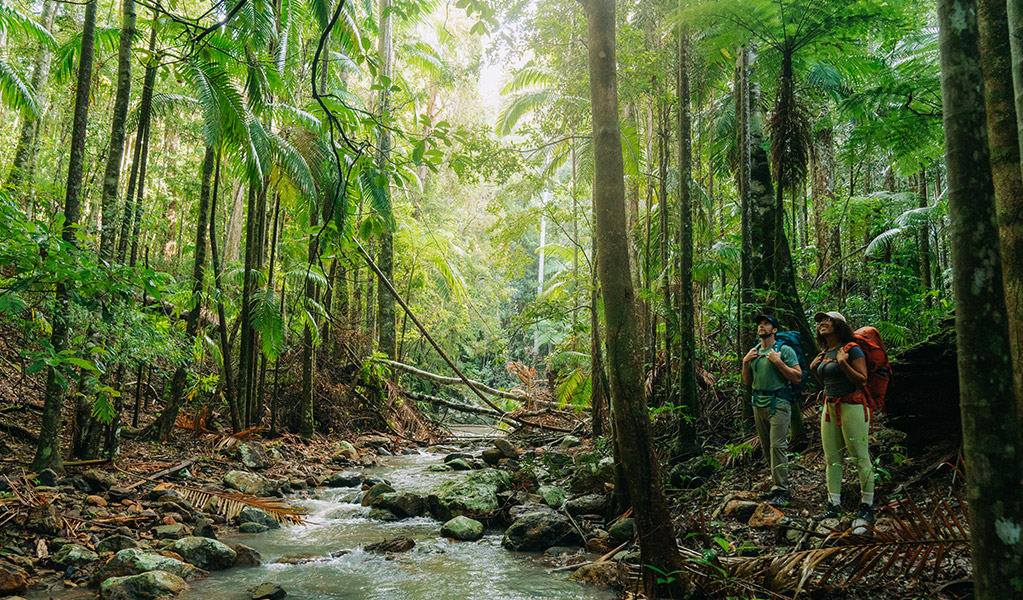 Walkers admiring the towering rainforest on Gidjuum Gulganyi Walk. Credit: Remy Brand/DCCEEW © Remy Brand