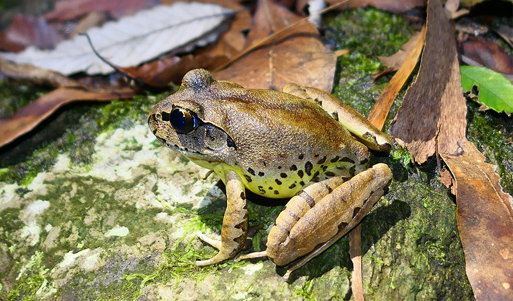Fleay's Barred Frog. Credit: Peter Higgins/DCCEEW © DCCEEW