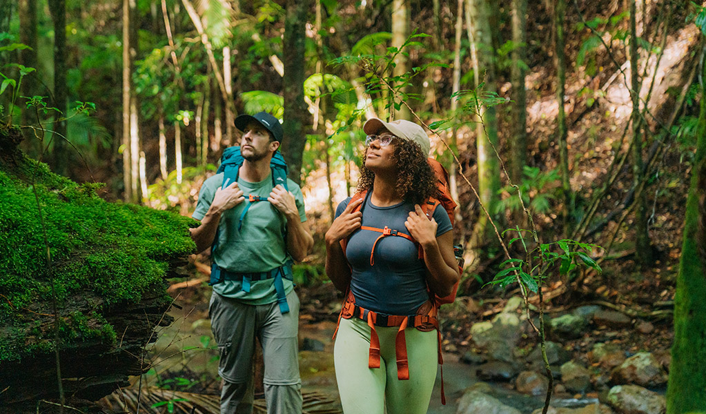 Two people hiking through rainforest on day 1 of the Gidjuum Gulganyi Walk. Credit: Remy Brand/DCCEEW © Remy Brand
