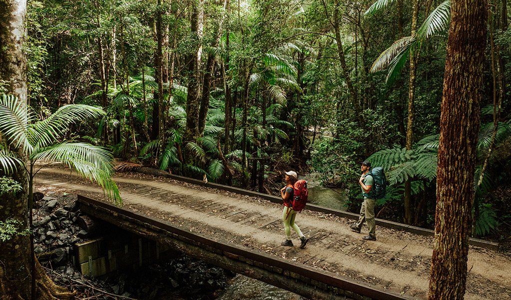 Walkers surrounded by lush rainforest in Mount Jerusalem National Park. Credit: Daniel Parsons/DCCEEW &copy; Daniel Parsons