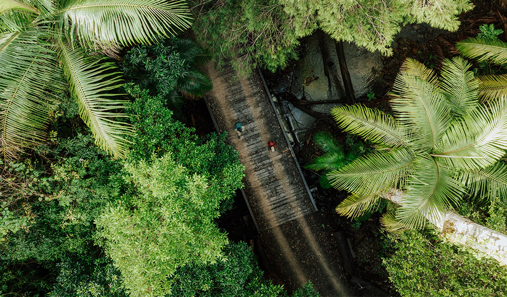 Aerial view of the rainforest canopy and footbridge. Credit: Daniel Parsons/DCCEEW &copy; Daniel Parsons