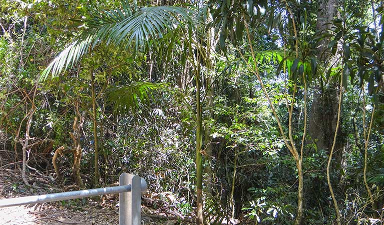 Goorgana walking track, Nightcap National Park. Photo &copy; Kerrie Metzler