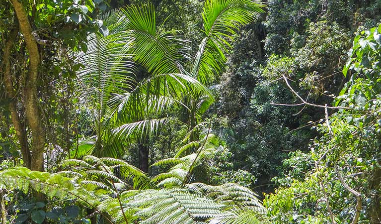 Goorgana walking track, Nightcap National Park. Photo &copy; Kerrie Metzler