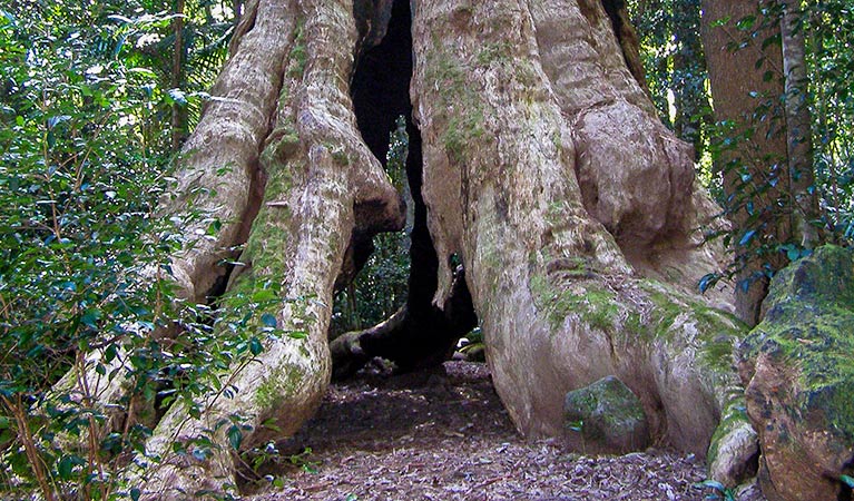 Historic Nightcap walking track, Nightcap National Park. Photo: Brian McLachlan &copy; DPE