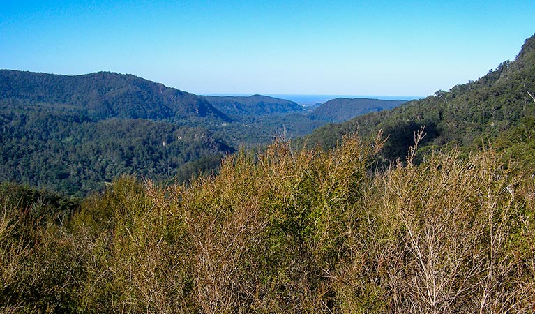 Historic Nightcap walking track, Nightcap National Park. Photo: Brian McLachlan &copy; DPE