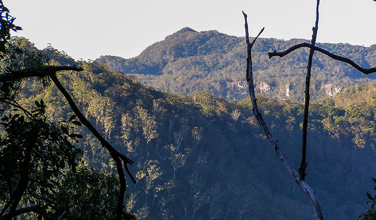 Historic Nightcap walking track, Nightcap National Park. Photo: Brian McLachlan &copy; DPE