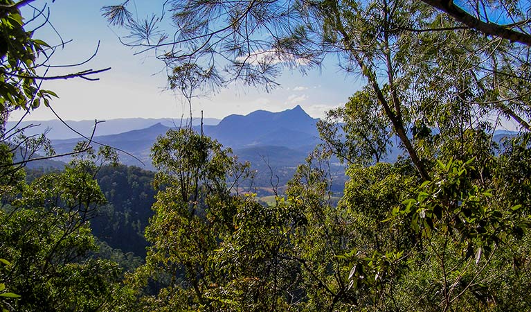 Historic Nightcap walking track, Nightcap National Park. Photo: Brian McLachlan &copy; DPIE