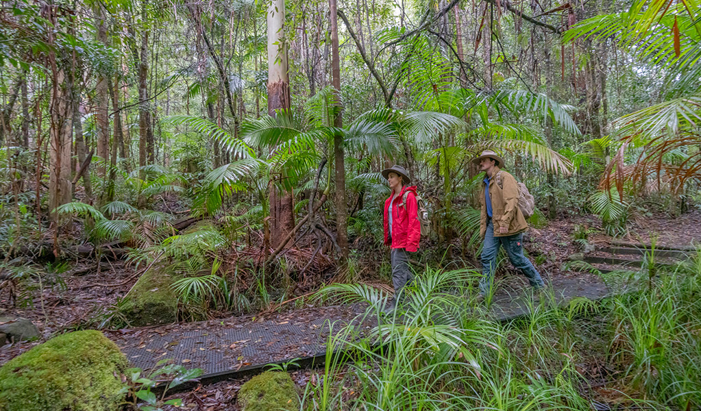 2 visitors walking along Historic Nightcap walking track surrounded by World Heritage-listed rainforest. Credit: John Spencer &copy; DPE