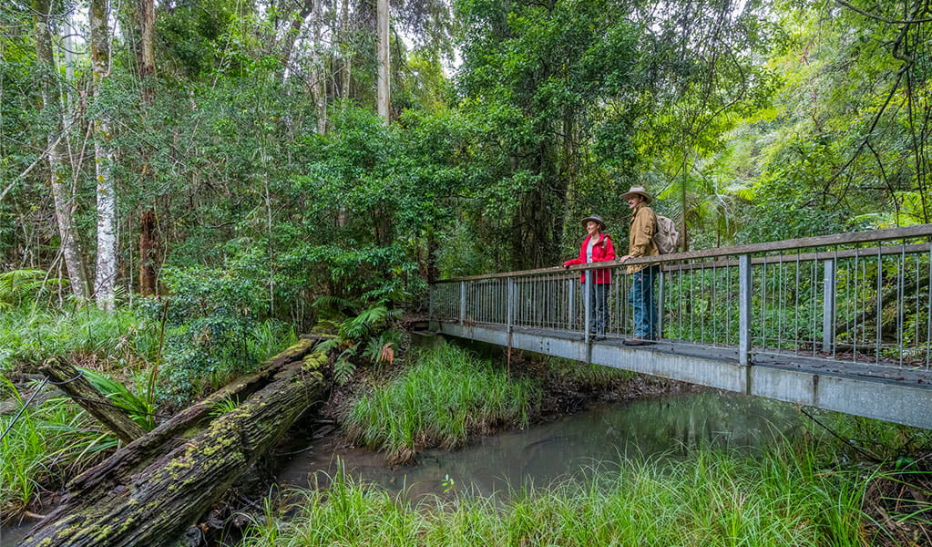 2 visitors on a footbridge on the Historic Nightcap walking track looking at the surrounding rainforest and the creek below. Credit: John Spencer &copy; DPE